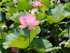 -长兴太湖图影湿地文化园