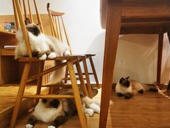 -猫小主咖啡·猫咖cat cafe(福田店)