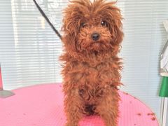 -瑞派·关忠动物医院·猫专科·犬专科(三环新城店)