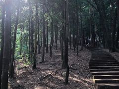 -滴水岩森林公园
