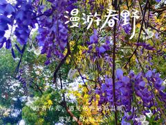 -高东镇樱花园