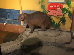 -萌宠奇缘