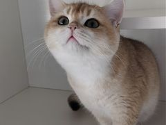 -东方名猫馆·英短金渐层布偶猫舍(环线广场1号楼店)