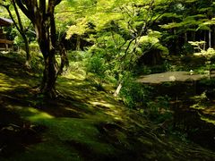 -西芳寺(苔寺)