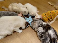 -猫腻·猫咖·撸猫馆(星光大道店)