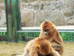 -西安秦岭野生动物园