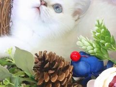 -十年猫舍·猫咪专门店(普陀店)