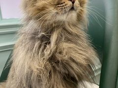 -安格丽娜·狗咖·猫咖羊驼咖(春熙路百盛商场店)