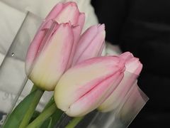 -循礼门鲜花花市(武汉循礼门店)