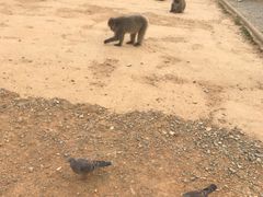 -岚山猴子公园