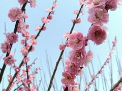 -花开海上生态园