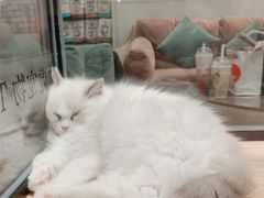 -袖虎·猫馆(体育西路店)