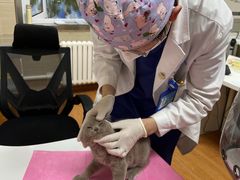-北京观赏动物医院·24小时大型综合·猫专科·异宠专科