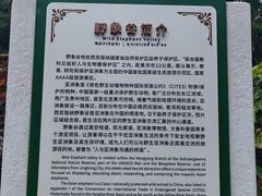 -野象谷景区