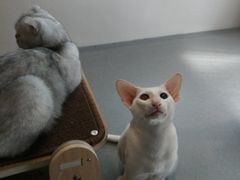 -飞行喵MR PILOT|猫舍·猫咖(静安大融城店)