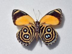 -上海昆虫博物馆