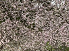 -洛阳市隋唐城遗址植物园