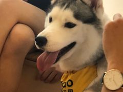 -Husky Go! 哈士奇体验馆·宠物咖啡厅狗咖