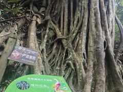 -西双版纳原始森林公园