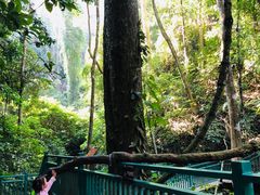 -西双版纳原始森林公园