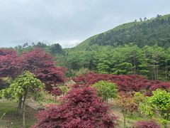 -四明山国家森林公园