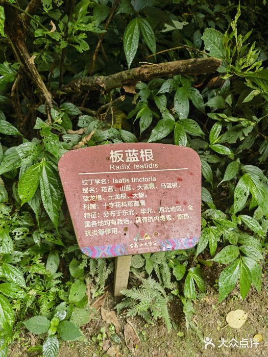 古龙山大峡谷图片