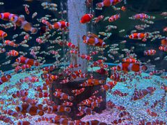 -海合安成都极地海洋公园