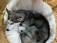 -Husky Go! 哈士奇体验馆·宠物咖啡厅狗咖