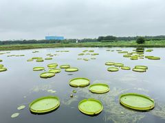 -荷塘月色湿地公园·向阳花洲