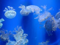 -海合安武汉极地海洋公园