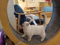 -滚猫咖啡·猫咖·猫友好撸猫(未来城店)