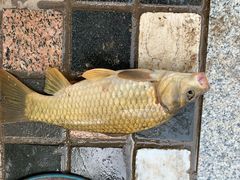 -酷鱼垂钓CLUB(朝阳区博大路店 )