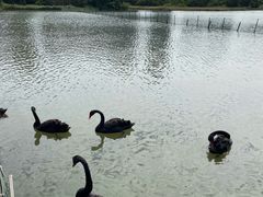 -五缘湾湿地公园