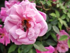 -济南国际园博园