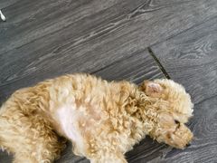 -美联众合动物医院·24h转诊中心