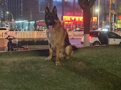 -瑞鹏宠物医院华南总院·夜诊·心脏科·骨科