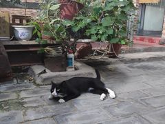 -新疆狼爷烤肉(宋庄店)