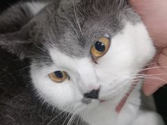 -安安宠医宠物医院·异宠·犬猫内科(岳阳分院)