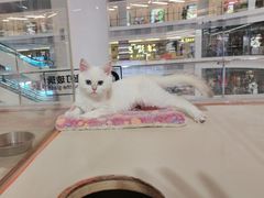 -三花喵·撸猫购宠·宠物生活馆(虹桥南丰城店)