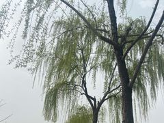 -洨河生态公园