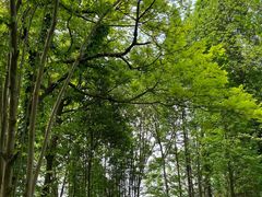 -桤木河湿地公园