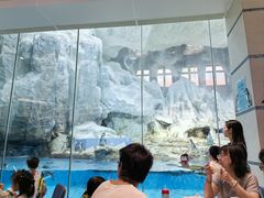 -帝企鹅自助餐厅•儿童岛•真企鹅(长隆企鹅酒店)