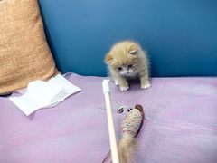 -北京观赏动物医院·24小时大型综合·猫专科·异宠专科