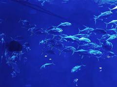 -烟台海昌鲸鲨海洋公园