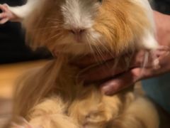 -藦茜花园宠物主题亲子互动体验馆(国顺东路店)