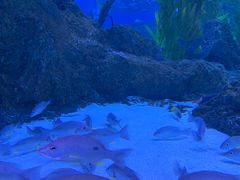 -芜湖新华联大白鲸海洋公园