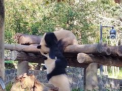 -都江堰中华大熊猫苑