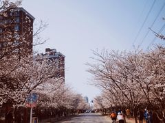 -高东镇樱花园