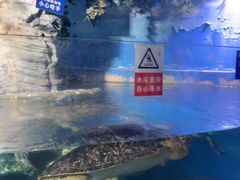 -烟台海昌鲸鲨海洋公园