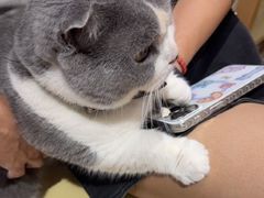 -藏猫猫咖啡主题馆(中央大道店)